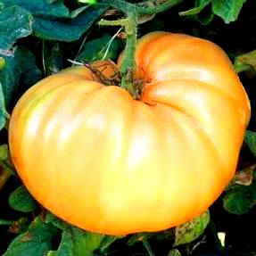 Goldie Tomato